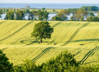 Echt achtzig: Schleswig-Holstein wird 80!
