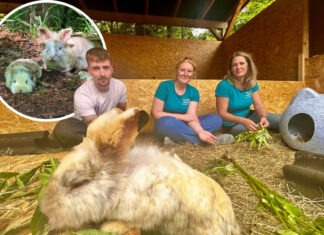 Ausgesetzt im Wald: Kaninchen-Drama bei Emkendorf