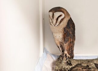 Bis(s) zur Wildbahntauglichkeit