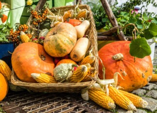 Hallo, Herbst!