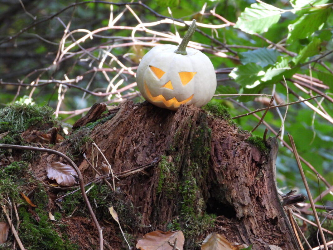 White carved Halloween pumpkin glowing on old mossy tree stump in forest